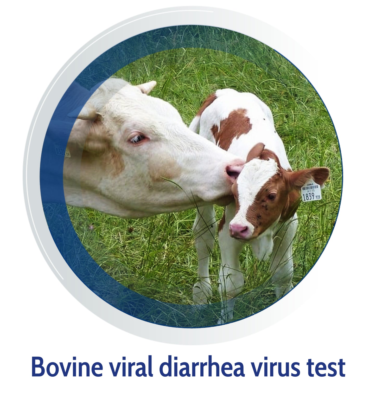 Cattle DNA Test
