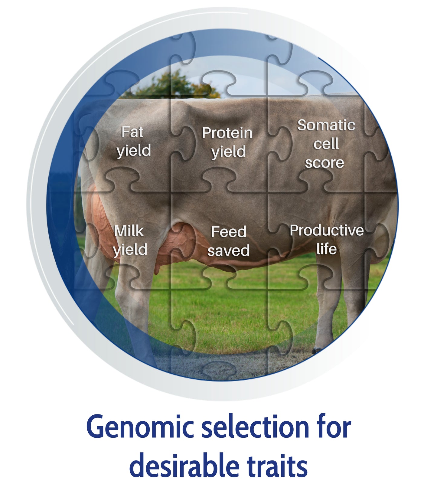 Cattle DNA Test